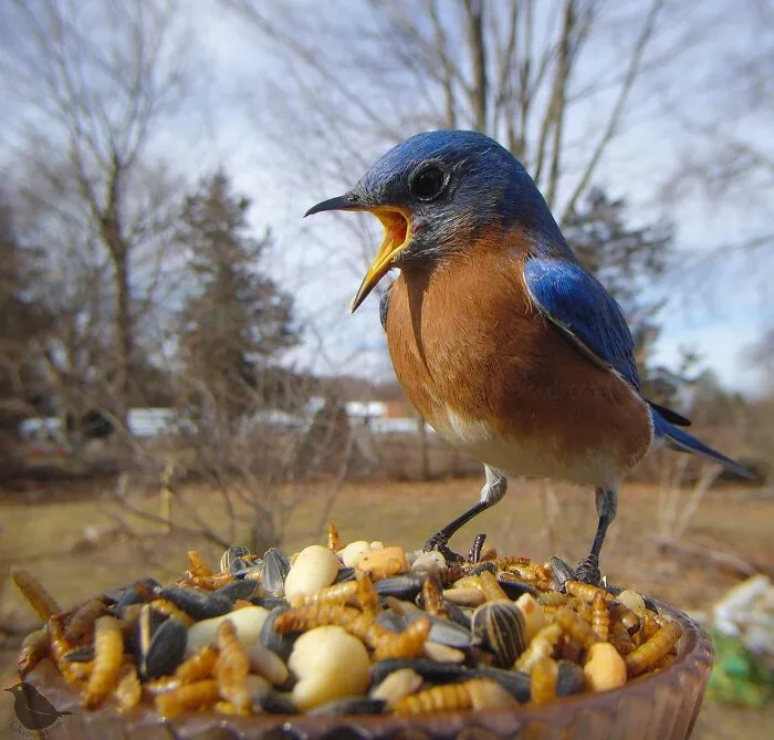 Esta mujer tiene un fotomatón para pájaros y animales en su jardín, y los resultados son extraordinarios (50 nuevas fotos)