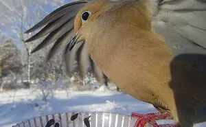 Woman Puts Camera On Bird Feeder In Her Yard, Here Is What It Has Caught (50 New Pics)