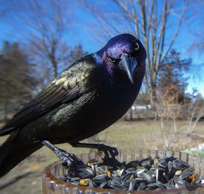 Esta mujer tiene un fotomatón para pájaros y animales en su jardín, y los resultados son extraordinarios (50 nuevas fotos)