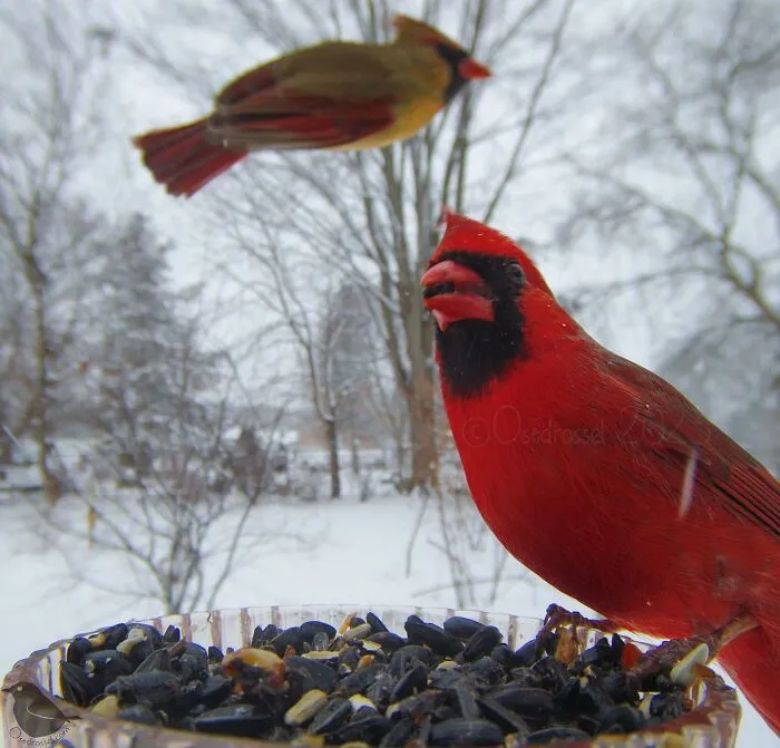 Esta mujer tiene un fotomatón para pájaros y animales en su jardín, y los resultados son extraordinarios (50 nuevas fotos)