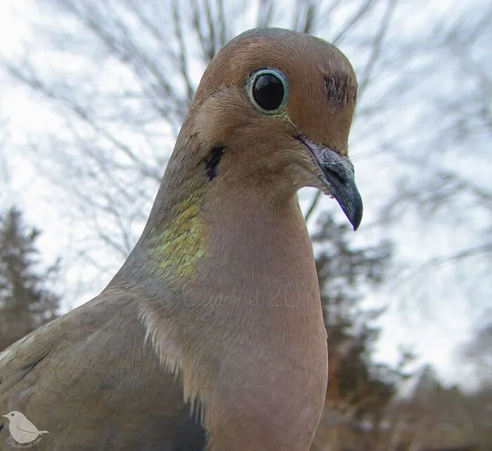 Esta mujer tiene un fotomatón para pájaros y animales en su jardín, y los resultados son extraordinarios (50 nuevas fotos)