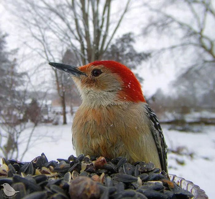 Esta mujer tiene un fotomatón para pájaros y animales en su jardín, y los resultados son extraordinarios (50 nuevas fotos)