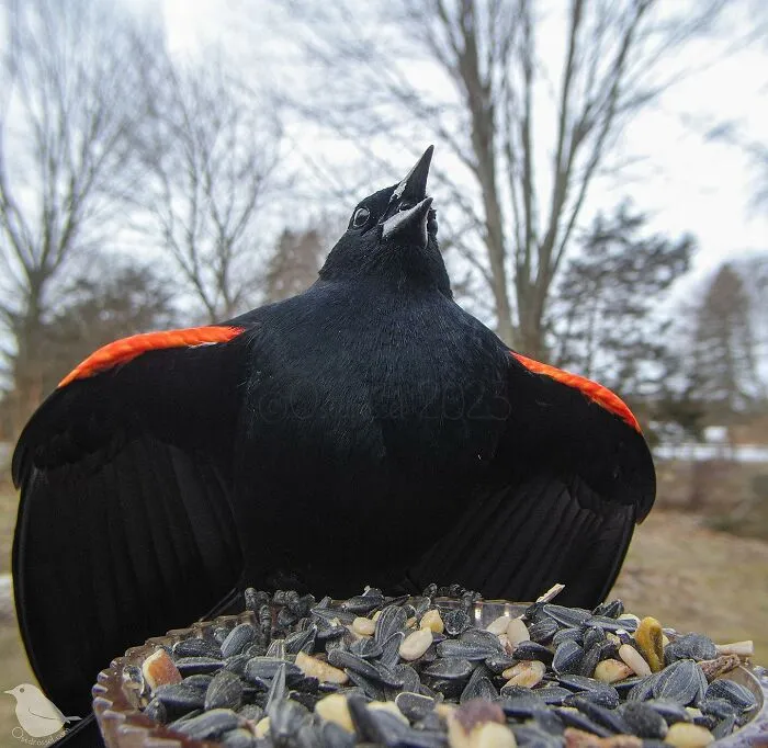 Esta mujer tiene un fotomatón para pájaros y animales en su jardín, y los resultados son extraordinarios (50 nuevas fotos)