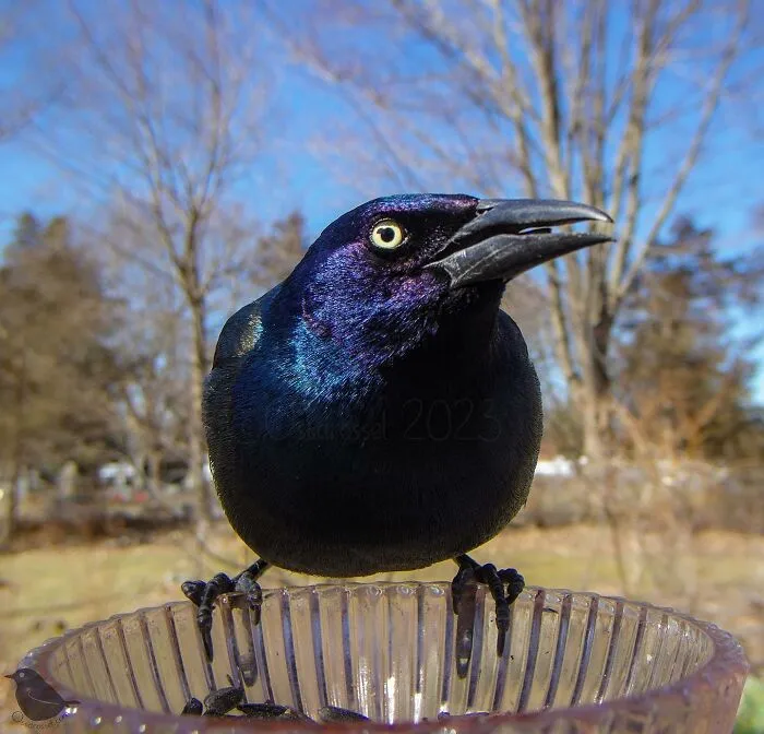 Esta mujer tiene un fotomatón para pájaros y animales en su jardín, y los resultados son extraordinarios (50 nuevas fotos)