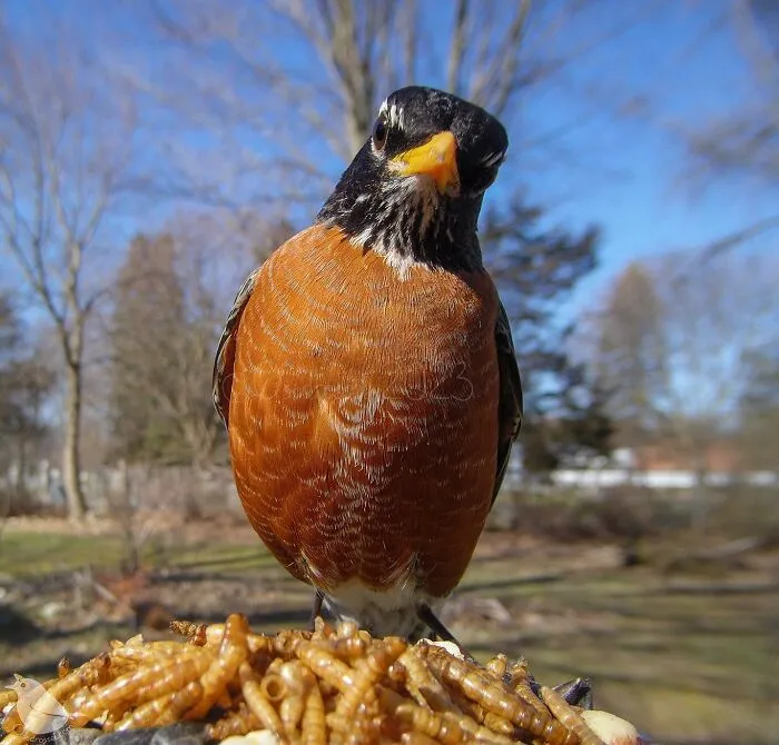 Esta mujer tiene un fotomatón para pájaros y animales en su jardín, y los resultados son extraordinarios (50 nuevas fotos)