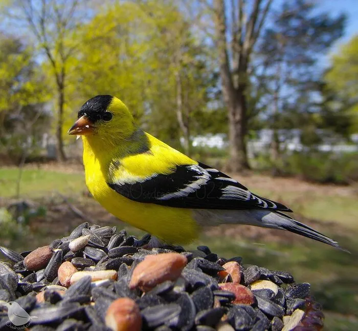 Esta mujer tiene un fotomatón para pájaros y animales en su jardín, y los resultados son extraordinarios (50 nuevas fotos)