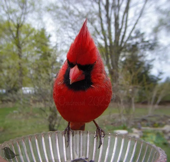 Esta mujer tiene un fotomatón para pájaros y animales en su jardín, y los resultados son extraordinarios (50 nuevas fotos)