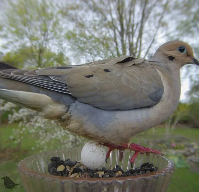 Esta mujer tiene un fotomatón para pájaros y animales en su jardín, y los resultados son extraordinarios (50 nuevas fotos)