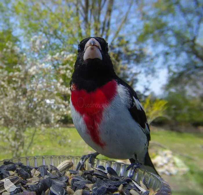 Esta mujer tiene un fotomatón para pájaros y animales en su jardín, y los resultados son extraordinarios (50 nuevas fotos)
