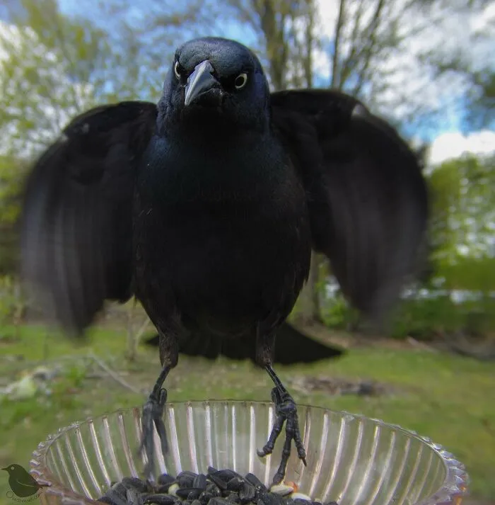 Esta mujer tiene un fotomatón para pájaros y animales en su jardín, y los resultados son extraordinarios (50 nuevas fotos)
