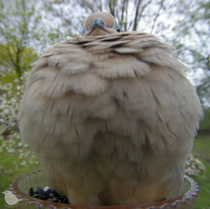 Esta mujer tiene un fotomatón para pájaros y animales en su jardín, y los resultados son extraordinarios (50 nuevas fotos)