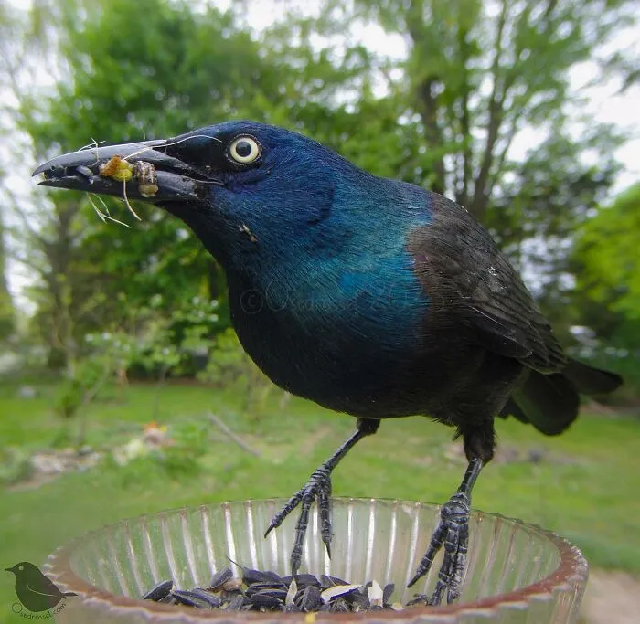 Esta mujer tiene un fotomatón para pájaros y animales en su jardín, y los resultados son extraordinarios (50 nuevas fotos)