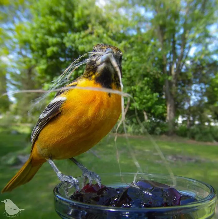 Esta mujer tiene un fotomatón para pájaros y animales en su jardín, y los resultados son extraordinarios (50 nuevas fotos)