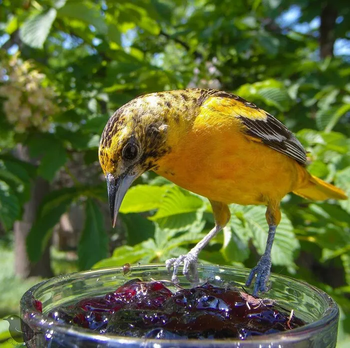 Esta mujer tiene un fotomatón para pájaros y animales en su jardín, y los resultados son extraordinarios (50 nuevas fotos)