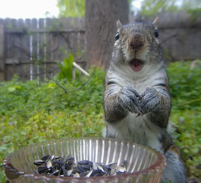 Esta mujer tiene un fotomatón para pájaros y animales en su jardín, y los resultados son extraordinarios (50 nuevas fotos)
