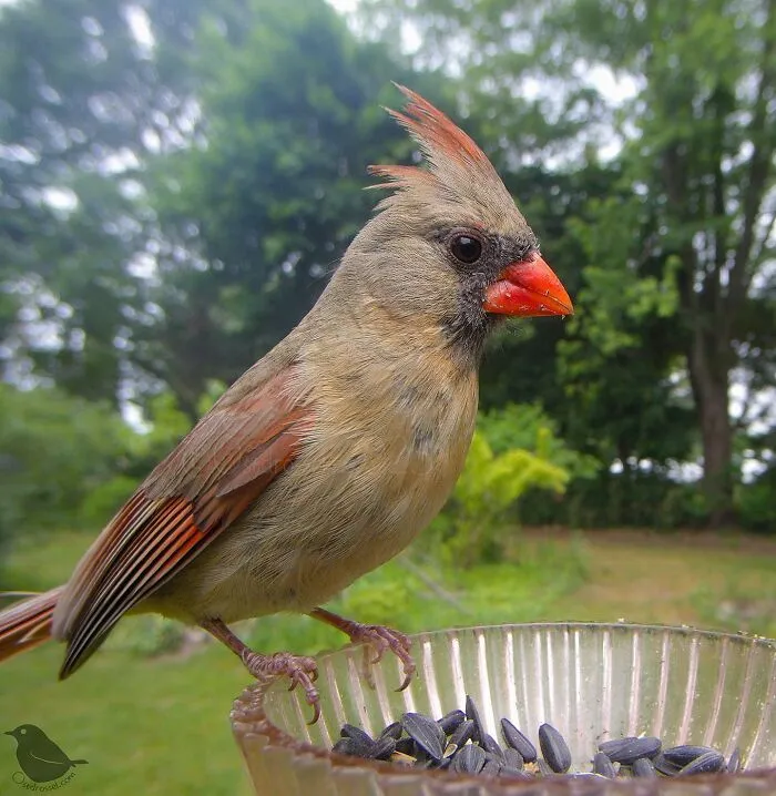 Esta mujer tiene un fotomatón para pájaros y animales en su jardín, y los resultados son extraordinarios (50 nuevas fotos)
