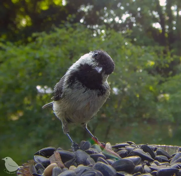 Esta mujer tiene un fotomatón para pájaros y animales en su jardín, y los resultados son extraordinarios (50 nuevas fotos)