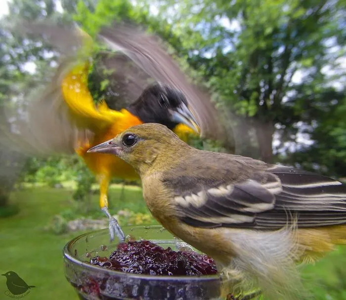Esta mujer tiene un fotomatón para pájaros y animales en su jardín, y los resultados son extraordinarios (50 nuevas fotos)