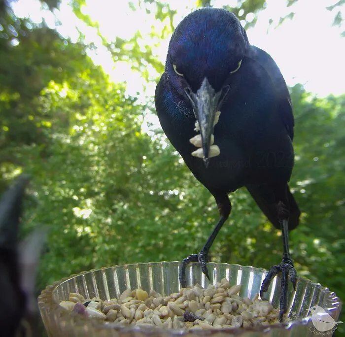 Esta mujer tiene un fotomatón para pájaros y animales en su jardín, y los resultados son extraordinarios (50 nuevas fotos)