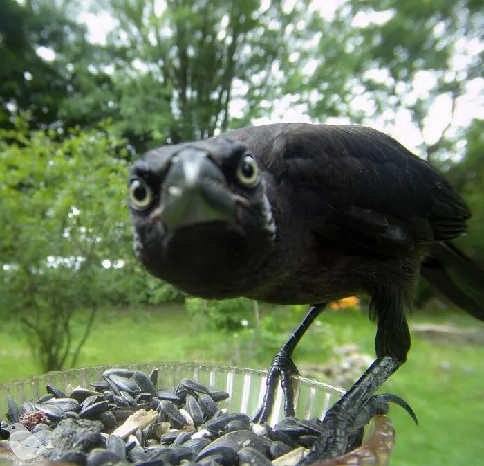 Esta mujer tiene un fotomatón para pájaros y animales en su jardín, y los resultados son extraordinarios (50 nuevas fotos)