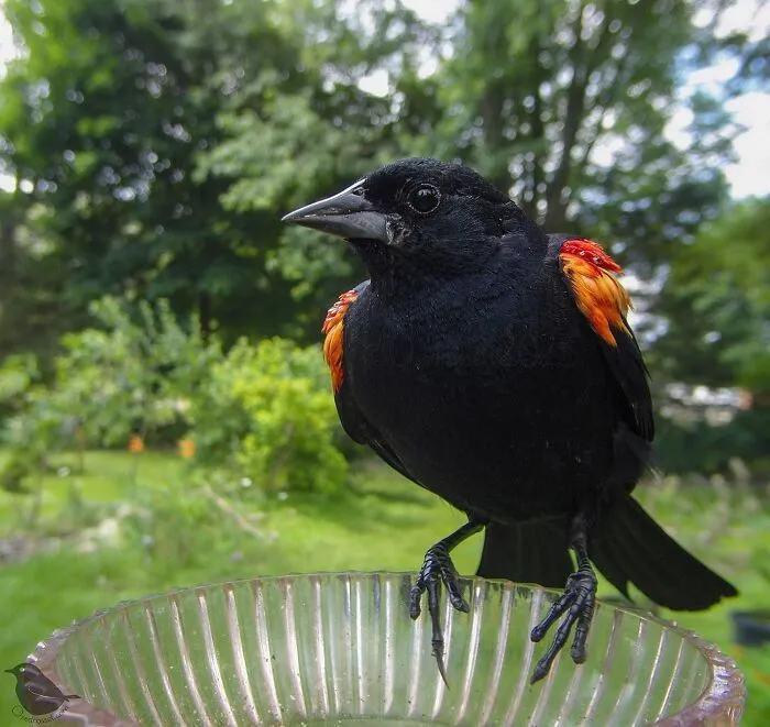Esta mujer tiene un fotomatón para pájaros y animales en su jardín, y los resultados son extraordinarios (50 nuevas fotos)