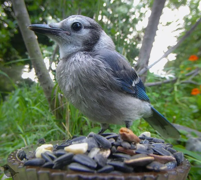 Esta mujer tiene un fotomatón para pájaros y animales en su jardín, y los resultados son extraordinarios (50 nuevas fotos)