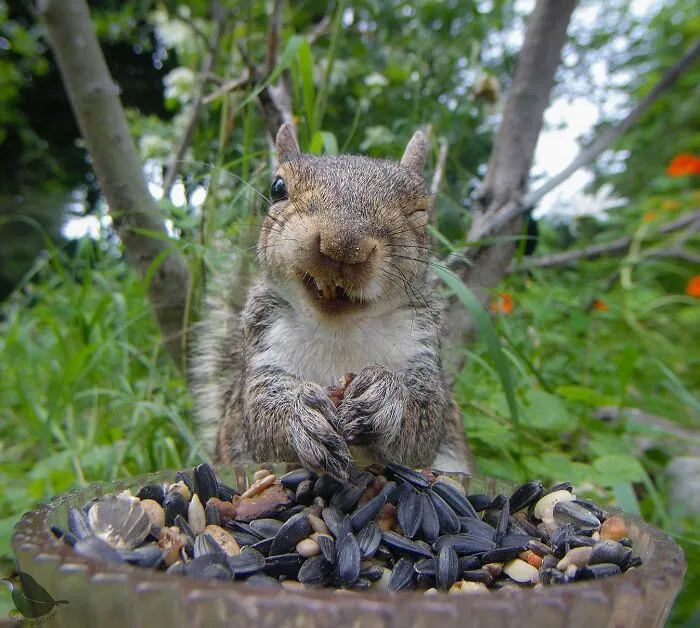 Esta mujer tiene un fotomatón para pájaros y animales en su jardín, y los resultados son extraordinarios (50 nuevas fotos)