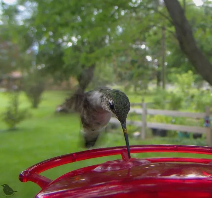 Esta mujer tiene un fotomatón para pájaros y animales en su jardín, y los resultados son extraordinarios (50 nuevas fotos)