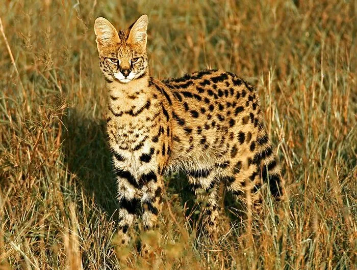 Serval (Leptailurus Serval)