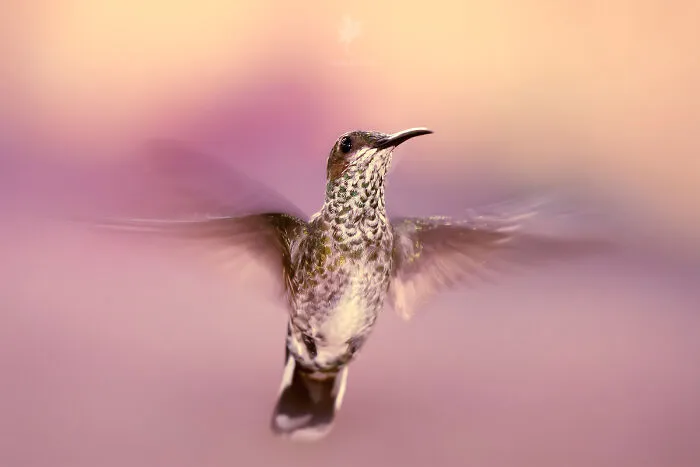 I Managed To Capture 33 Magical Moments Of Birds In Nature