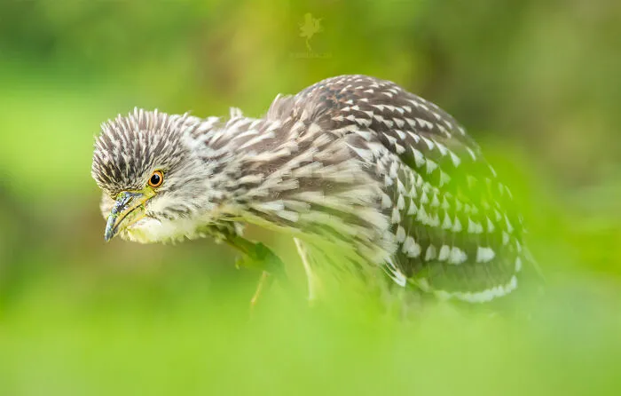 Black-Crowned Night Heron