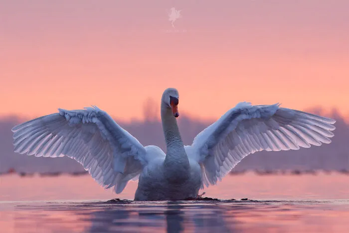 Spread Your Wings