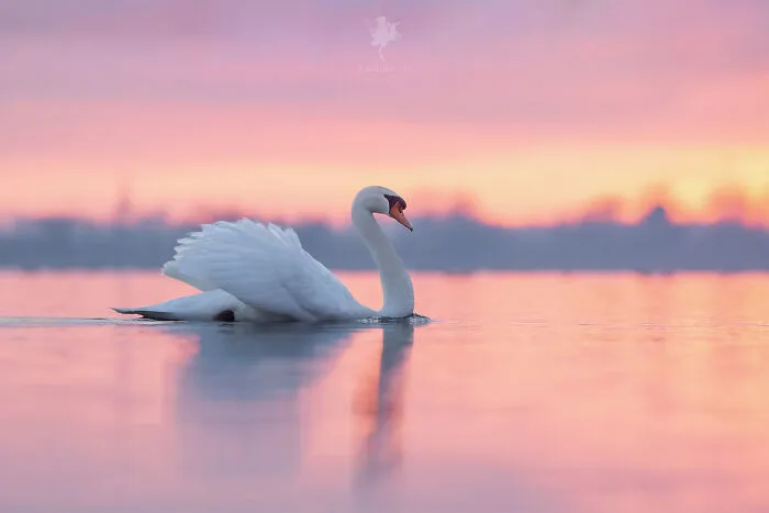 I Managed To Capture 33 Magical Moments Of Birds In Nature
