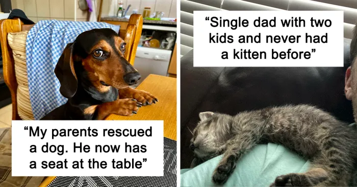 This Month’s Soul-Healing Images Of Adopted Pets Settling Into Their New Homes (August Edition)