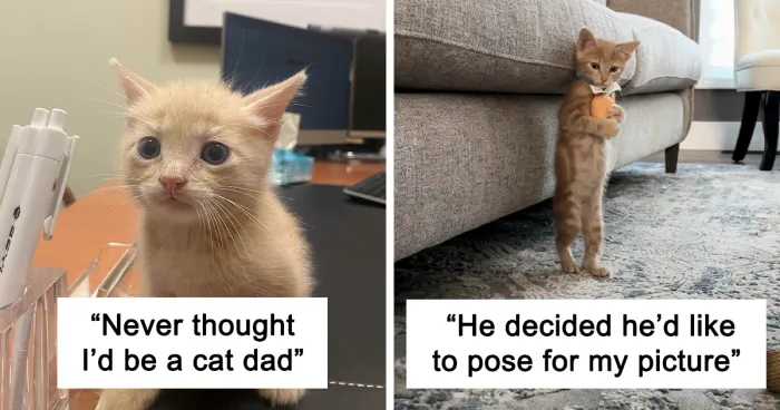 50 Adorable Pets Feeling At Home After Getting Adopted (July Edition)