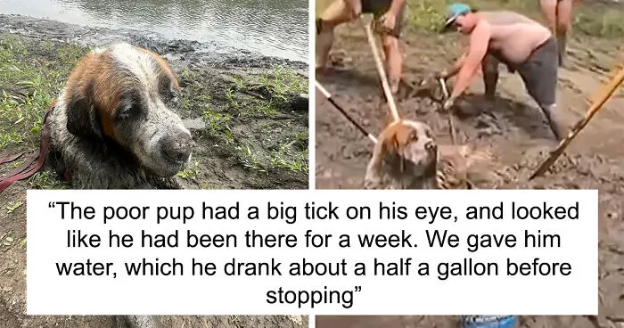 Bachelor Party Takes Unexpected Twist When They Hear Dog Barking In The Mud