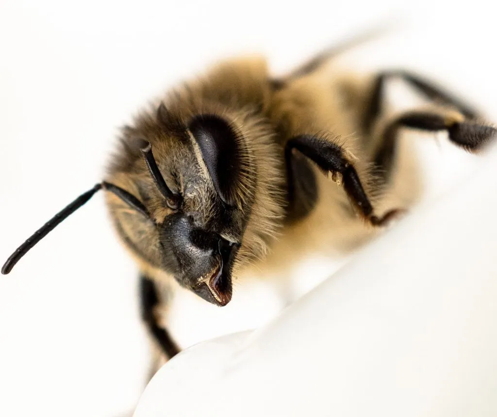 10 Ways To Save The Honeybees