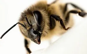 10 Ways To Save The Honeybees