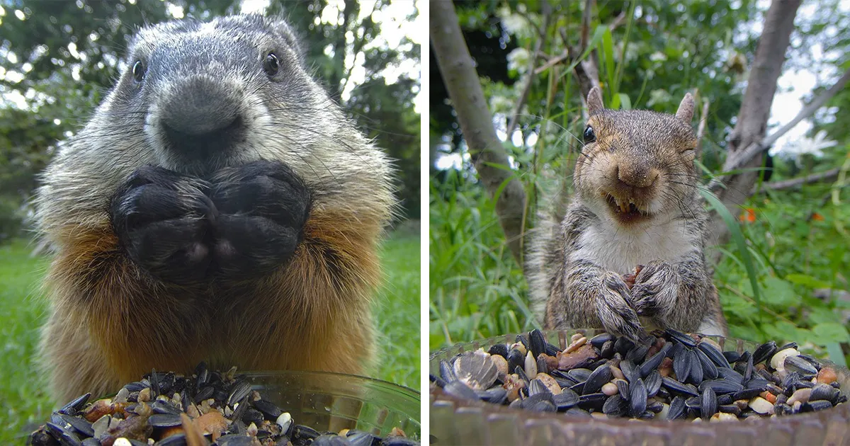 Esta mujer tiene un fotomatón para pájaros y animales en su jardín, y los resultados son extraordinarios (50 nuevas fotos)