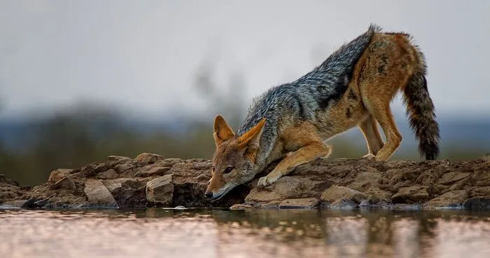 I Am A Photographer Passionate About Wildlife, Nature, And Conservation: Here Are My Best 45 Photos