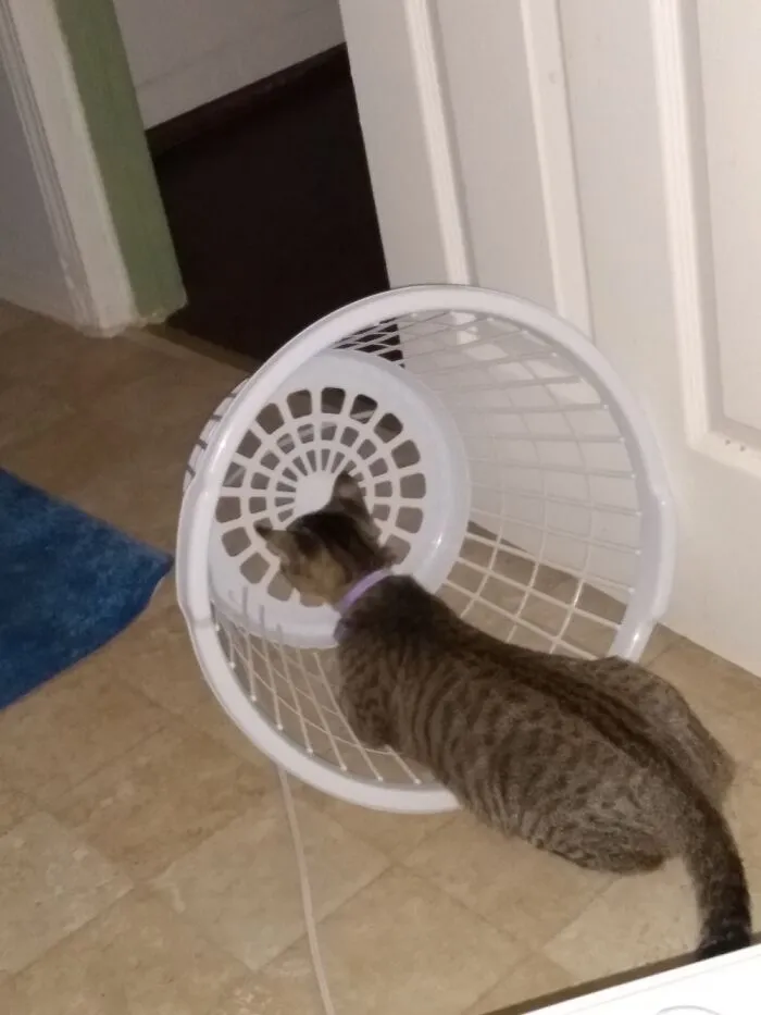 This Really Weird Piece Of Laundry, Named Audi