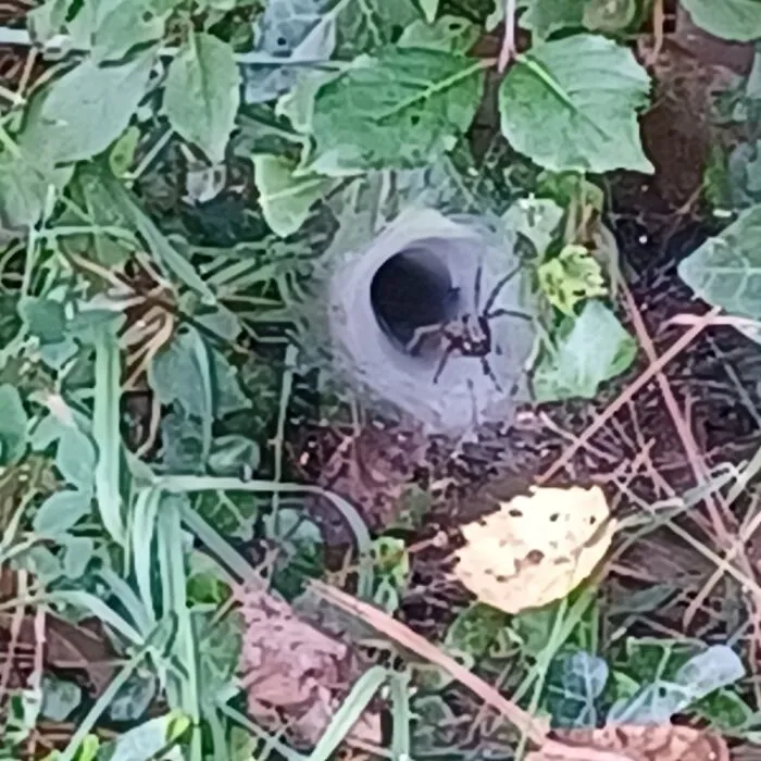 Spider Cave