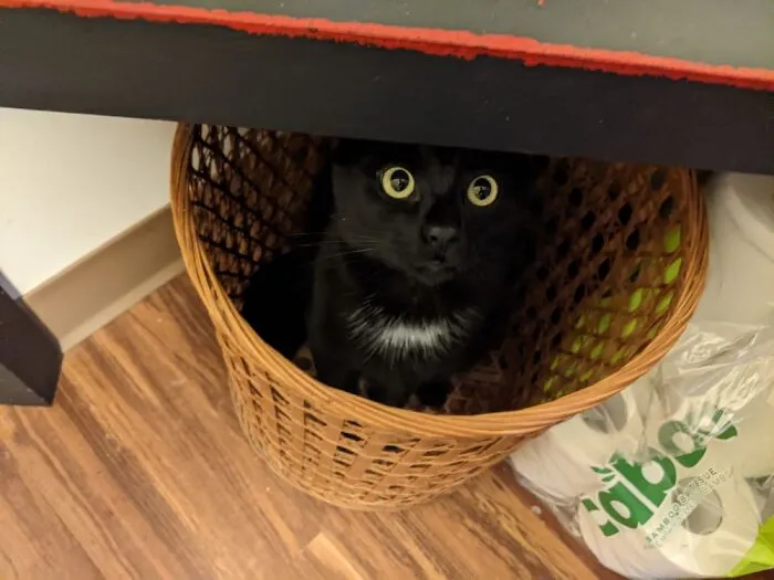 Our 1 Year Old Kitty, Anubis