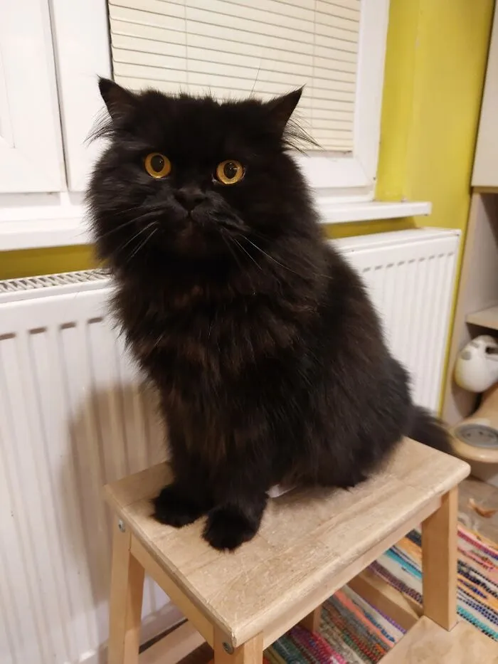 My Cat, Charcoal