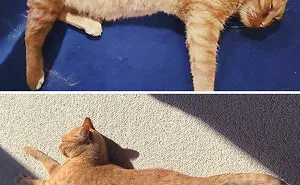 50 Chonky Cats That Underwent Incredible Transformations To Become Healthier Kitties