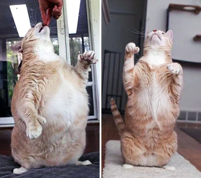 When Bronson Was Heavy, His Paws Always Seemed Confused When He Stood Up, Like They Weren’t Exactly Sure What Their Job Was