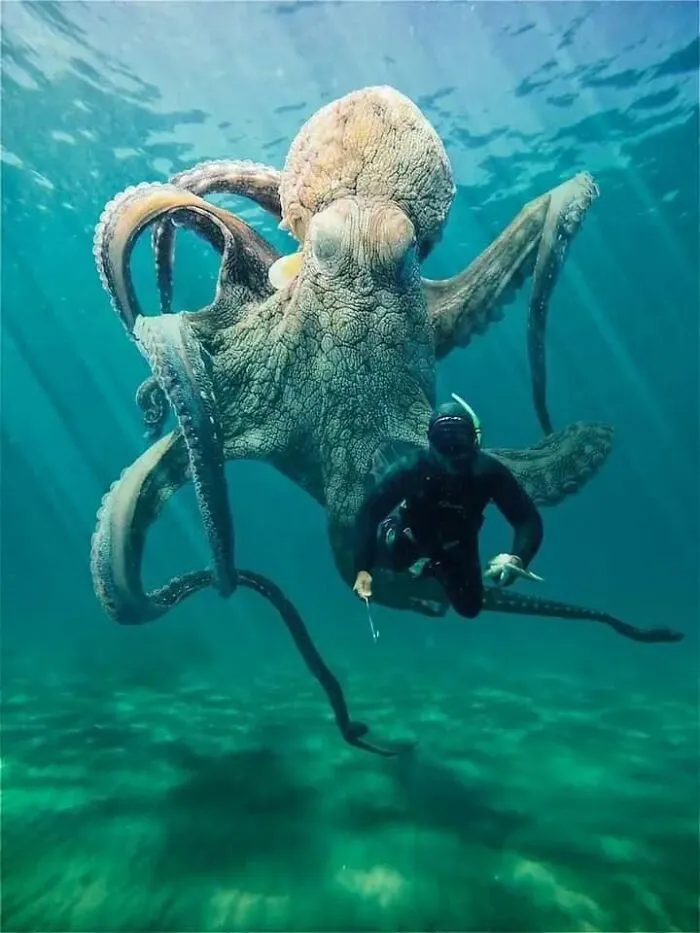 Imagine Just Enjoying A Swim Underwater And This Big Boy Coming Up Behind You