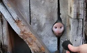 This IG Page Is A Treasure Trove Of ‘Blursed’ Imagery, And Here Are 50 Of The Most Confusing