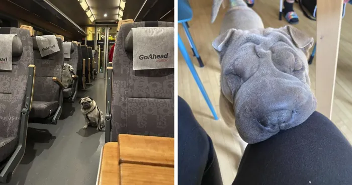 50 Of The Best Pics From The 'Dogspotting' Group Where People Share Their Most Unexpected Encounters (New Pics)