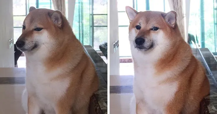 The Internet Is Devastated After 'Doge' Meme Star, Cheems, Passes Away After Undergoing Surgery